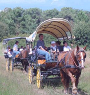 Location de calèche, nature, balade